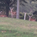 Red stags in velvet